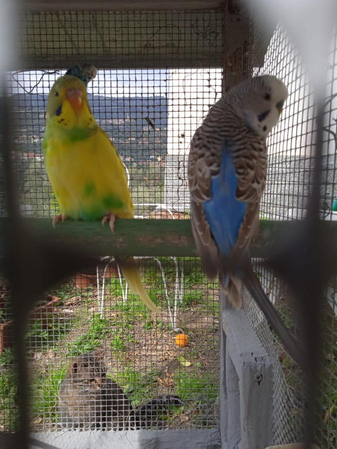 Villa אימפריה מראה חיצוני תמונה